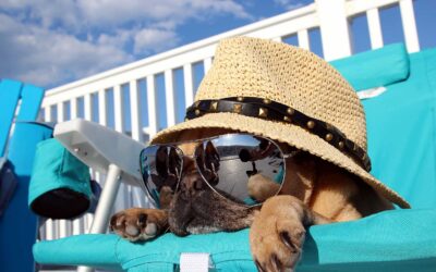 Does the Start of Summer Make You Want to Hide Under Your Hat?